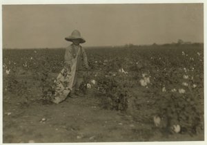 5-årige Willie Hesse plukker 15 pund bomuld om dagen på sine forældres 80 hektar store gård nær West, Texas, 1913 af Lewis Wickes Hine