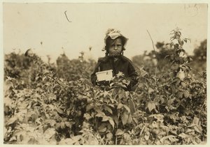 Annie Bissie plukker bær på markerne nær Baltimore, Maryland, 1909 af Lewis Wickes Hine