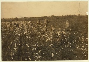Familie plukker bomuld nær McKinney, Texas, 1913 af Lewis Wickes Hine