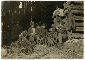 Sønner af J.H. Burch i alderen 12, 14 og 17 år som stripper tobak i skoletiden i Warren County, Rockfield, Kentucky, 1916 af Lewis Wickes Hine
