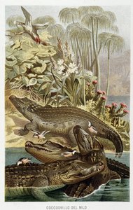 Nile Crocodiles (crocodylus niloticus) - i "The Life of Animals" af A.E. Brehm, Torino af Unbekannt Unbekannt