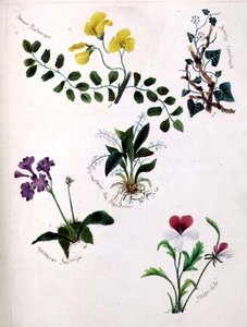Vilde blomster (side fra en skitsebog med vers)