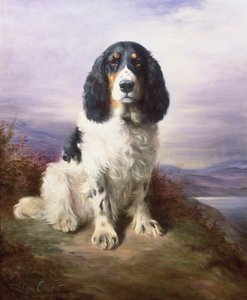 Royal, en tri-farvet Working Springer Spaniel
