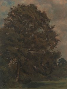 Studie af et asketræ af Lionel Constable