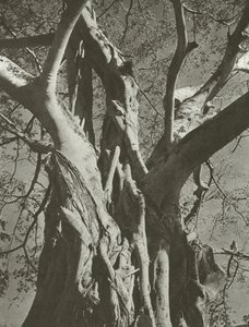 Banyan træ (s/h foto)