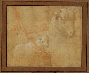 Studie af et lam. Sølvstift, gråvask på lyserødt papir ... af Lorenzo di Credi