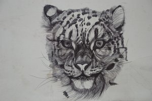 Snow Leopard,2016,(bic biro på papir) af Lou Gibbs