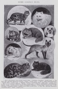 Nogle dyre kæledyr (litho) af Louis (after) Wain