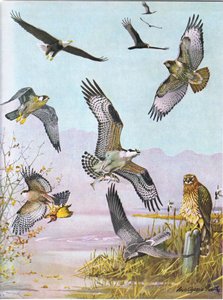 Bald Eagle, Turtle Vulture, Eastern Red Tailed Hawk, Duck Hawk, American Osprey, Marsh Hawk af Louis Agassiz Fuertes