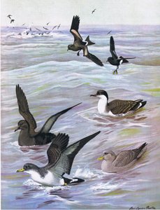 Illustration fra pubben The Natural History of American Birds of Eastern and Central North America. af Bramhall House c.1970