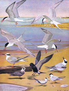 Illustration fra pubben The Natural History of American Birds of Eastern and Central North America. af Bramhall House c.1970
