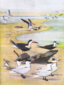 Illustration fra pubben The Natural History of American Birds of Eastern and Central North America. af Bramhall House c.1970