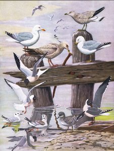 Illustration fra pubben The Natural History of American Birds of Eastern and Central North America. af Bramhall House c.1970