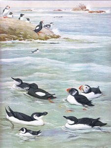 Illustration fra pubben The Natural History of American Birds of Eastern and Central North America. af Bramhall House c.1970