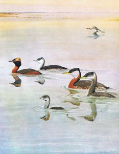 Illustration fra pubben The Natural History of American Birds of Eastern and Central North America. af Bramhall House c.1970