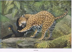 Jaguar af Louis Agassiz Fuertes