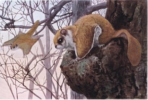 Southern Flying Squirrel har glidende membraner af Louis Agassiz Fuertes