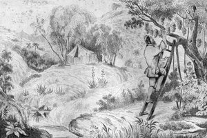 Jeg havde mere end to hundrede klynger... indgravering efter M. de Sainsons tegning til Daniel Defoes Bog (De foe) "Robinson Crusoe"" fransk udgave af 1837.