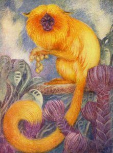 I Zoo: Marmoset Monkey (farve litho) af Louis Augustus Sargent