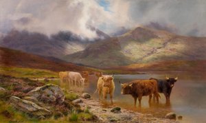 Highland Cattle (olie på lærred)