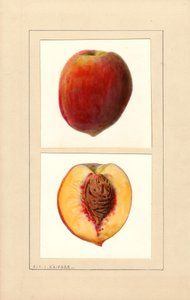 Ferskner (Prunus persica: Nummer 10) (akvarel) af Louis Charles Christopher Krieger