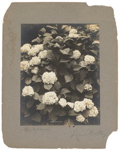 Tiffany Studios, ca. 1898-1920 (fotografi s/h) af Louis Comfort Tiffany