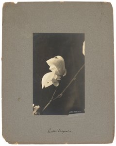 Tiffany Studios, ca. 1898-1920 (fotografi s/h) af Louis Comfort Tiffany