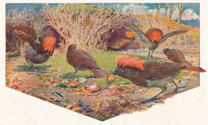 Gartner Bower Birds, 1911, 1911