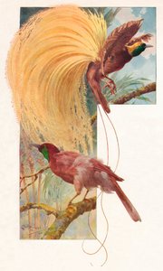 Paradisets store fugle, 1910, 1911