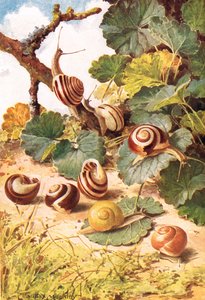 Landsnegle, illustration fra 