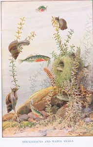 Sticklebacks og vandsnegle, illustration fra 