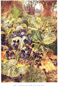 Violer i bøgeskoven, illustration fra 
