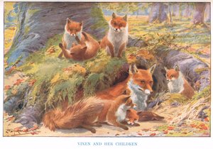 Vixen og hendes børn, illustration fra 