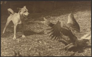 [Angry Bird and Dog] af Louis Fleckenstein