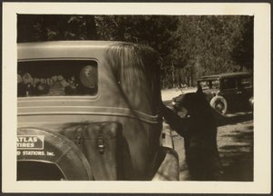 [Bjørn ved bil] af Louis Fleckenstein