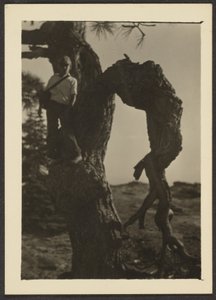 [Bobby på Knot of Pine Tree]. af Louis Fleckenstein