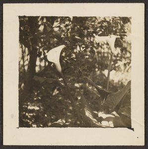 [Calla Lilies] af Louis Fleckenstein