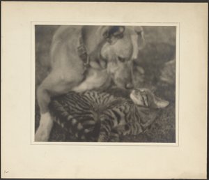 [Kat og hund] af Louis Fleckenstein