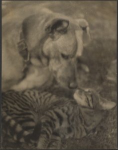 [Kat og hund] af Louis Fleckenstein