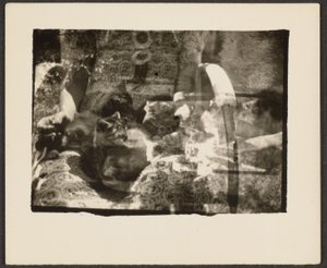 [Katte og refleksioner]. af Louis Fleckenstein