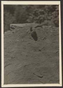 [Chipmonk on Trail]. af Louis Fleckenstein