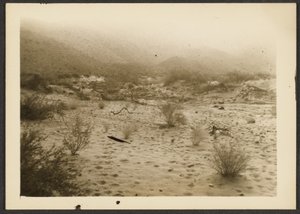 [Coyote Canyon] af Louis Fleckenstein