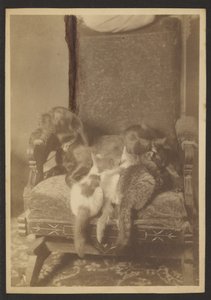 [Kælende katte og hunde] af Louis Fleckenstein