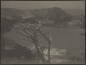 [Cypress on Coast] af Louis Fleckenstein