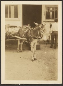 [Æsel og vogn] af Louis Fleckenstein