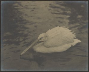 [Heron] af Louis Fleckenstein