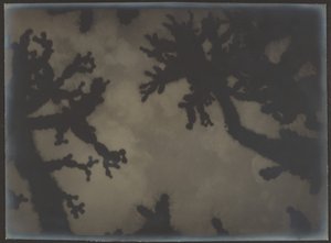 [Joshua Trees] af Louis Fleckenstein
