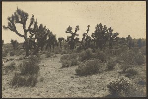 Mojave-ørkenen af Louis Fleckenstein