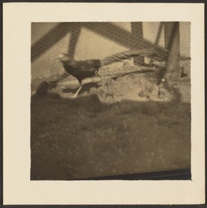 [Fasan i bur] af Louis Fleckenstein