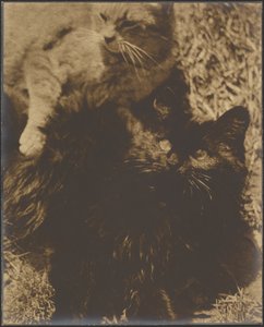 [To katte] af Louis Fleckenstein
